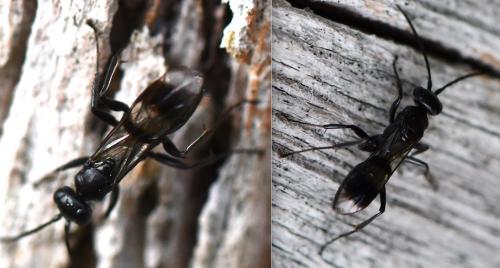 Réf. 292 766 : Dipogon sp.